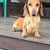 MARTIN sucht neue Familie!
