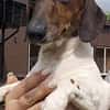 KELLY sucht eine neue Familie!