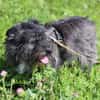 🐶Kleine Herzenshündin Harley🐶