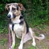 Valentin sucht erfahrene Menschen + Hundekumpel