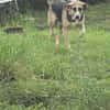Valentin sucht erfahrene Menschen + Hundekumpel