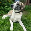 Juli Herdenschutzhund Mischling sucht liebevolles Zuhause!