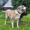 Juli Herdenschutzhund Mischling sucht liebevolles Zuhause!