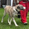 Juli Herdenschutzhund Mischling sucht liebevolles Zuhause!