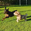 Clementine -bezaubernde Persönlichkeit-