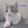 FICELLO
