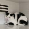 MARGUERITE