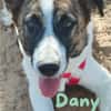 DANY