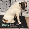 DANY