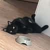 Thriller
