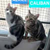 AZRIEL ET CALIBAN À ADOPTER ENSEMBLE