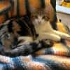 AZRIEL ET CALIBAN À ADOPTER ENSEMBLE