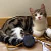 AZRIEL ET CALIBAN À ADOPTER ENSEMBLE
