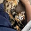 AZRIEL ET CALIBAN À ADOPTER ENSEMBLE