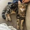 AZRIEL ET CALIBAN À ADOPTER ENSEMBLE
