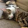 AZRIEL ET CALIBAN À ADOPTER ENSEMBLE