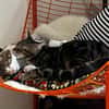 AZRIEL ET CALIBAN À ADOPTER ENSEMBLE