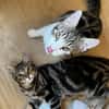 AZRIEL ET CALIBAN À ADOPTER ENSEMBLE
