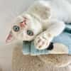 Menschenbezogener, junger Kater Blanco