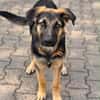 Bruno  ein wunderschöner Deutscher Schäferhund-Mix sucht se