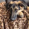 Bruno  ein wunderschöner Deutscher Schäferhund-Mix sucht se