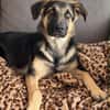 Bruno  ein wunderschöner Deutscher Schäferhund-Mix sucht se