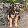 Bruno  ein wunderschöner Deutscher Schäferhund-Mix sucht se