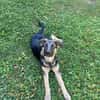 Bruno  ein wunderschöner Deutscher Schäferhund-Mix sucht se