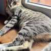 Lilly - eine kleine Löwenmama sucht ihr Zuhause