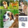 MERLIN * Charakterhund für Charaktermensch