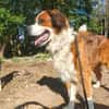 MERLIN * Charakterhund für Charaktermensch