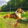 MERLIN * Charakterhund für Charaktermensch