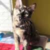 Liebe Katze Tina