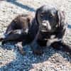 Crumble- Riesenbaby sucht dich