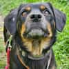 TOOTSIE * Mini Rotti in herzallerliebst
