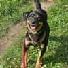 TOOTSIE * Mini Rotti in herzallerliebst