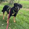 TOOTSIE * Mini Rotti in herzallerliebst