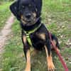 TOOTSIE * Mini Rotti in herzallerliebst