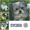 EVCHEN * winzig, lieb aber unsicher, braucht Ersthund