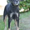 Kleiner Schatz Bella sucht ein Zuhause