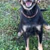 Kleiner Schatz Bella sucht ein Zuhause