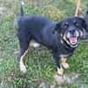Kleiner Schatz Bella sucht ein Zuhause
