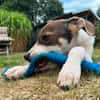 FLORENCIA * Welpenmädchen sucht Anschluss