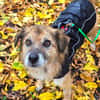 Duke, im besten Alter, braucht eine Fürimmerfamilie