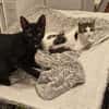 Soziale Katzengeschwister Merlin und Miel