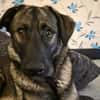 Zuhause gesucht für Kayla