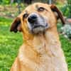 Unsere treue Seele Sofia sucht ein neues Kuschelkörbchen