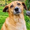 Unsere treue Seele Sofia sucht ein neues Kuschelkörbchen