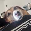 Zuhause/Lebensplatz für Seniorin BUNI (Tierschutz) gesucht!