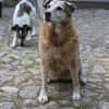 Zuhause/Lebensplatz für Seniorin BUNI (Tierschutz) gesucht!